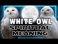 Why Seeing A White Owl Can Change Your Life Spiritual Meaning And Symbolism Explained