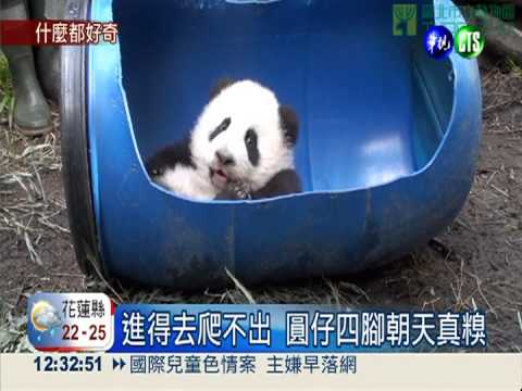 遊樂練習場!圓仔把塑膠桶當搖籃