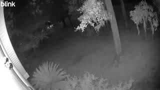 Deer 2025 09 09