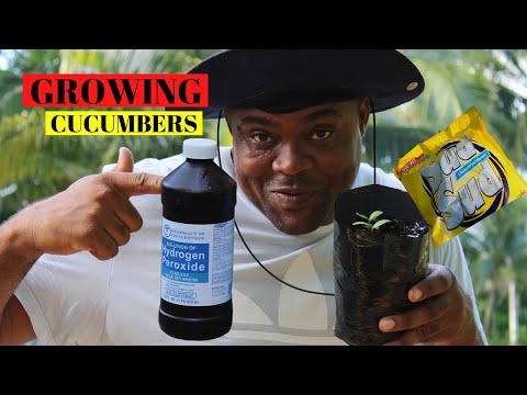 BEST METHOD TO GROW CUCUMBER PLANTS FROM SEED AT HOME ( PART 1)