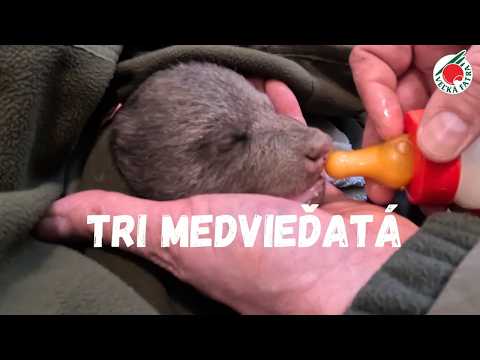 Tri medvieďatá