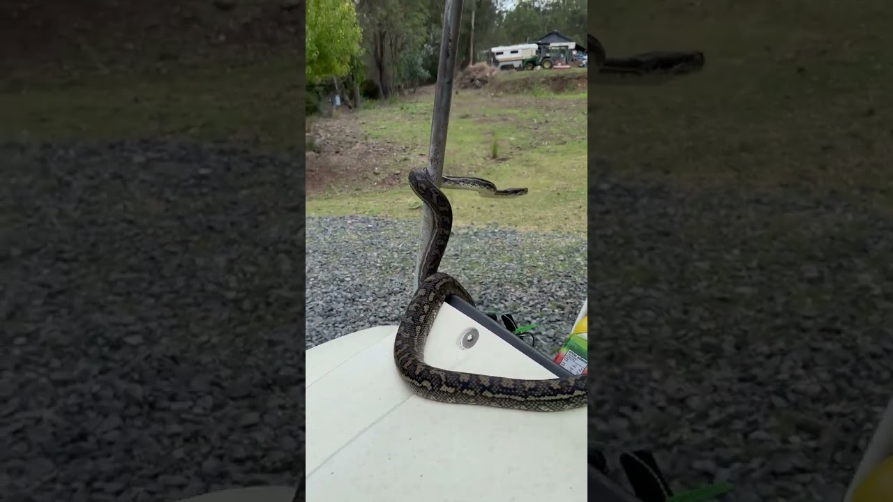 Python Hitches Ride with Farmer