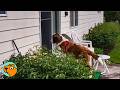 Huge Dog Runs Away To Visit Grandma Next Door Every Day Cuddle Buddies