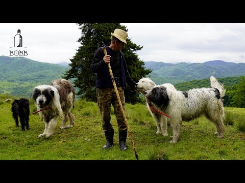 Viața ciobanului singuratic la MUNTE | Câini MIORITICI vs PRADĂTORI | Lup care a ținut o oaie de gât