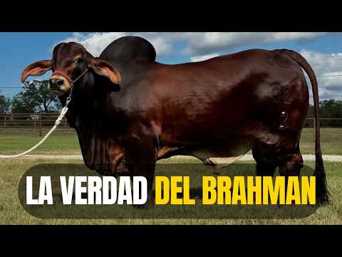What NO ONE tells you about the BRAHMAN race
