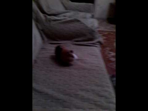 Моя морская свинка