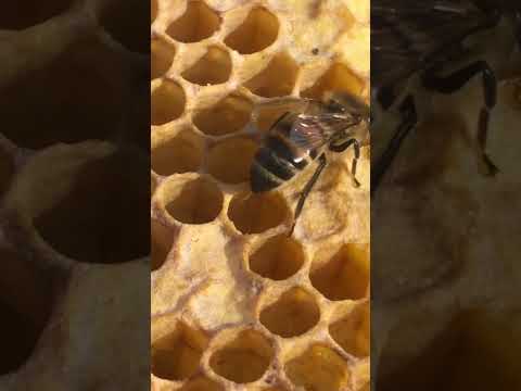 Story One Deep Depression and Bees.