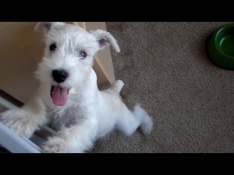 12 week old puppy does tricks - Miniature Schnauzer