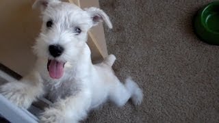 12 week old puppy does tricks - Miniature Schnauzer