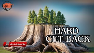 Get PERFECT Bonsai Forest with Easy Pruning Methods