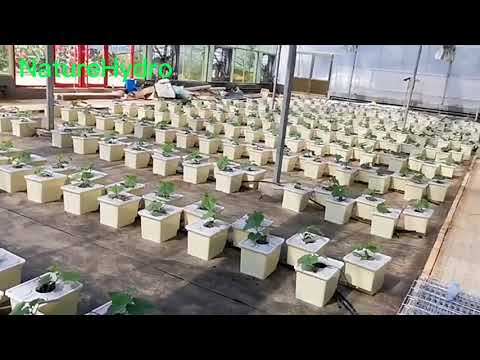 Hydroponic Dutch Buckets - Adaptability to Various Crops