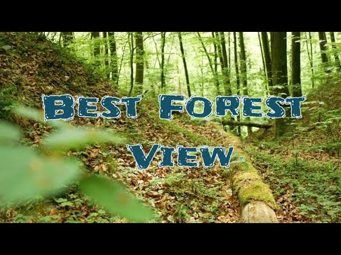 4K Forest View with relaxation music | Walking in the woods | forest dreams | vartual forest