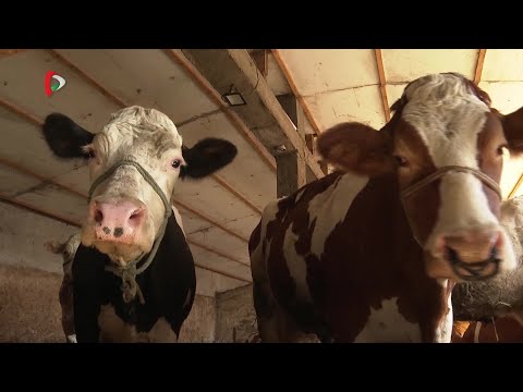 Pannon Gazda – 2025.09.26.