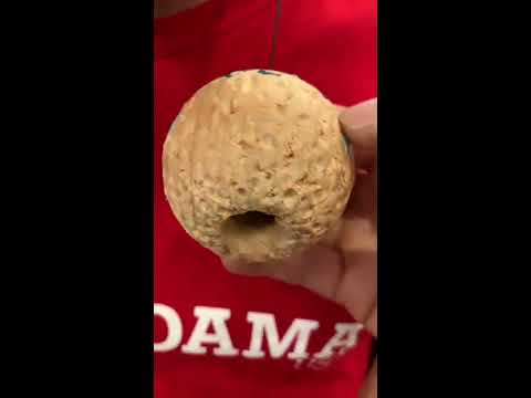 Yank Spike Champ 2019 - Josh Kim - Kendama USA