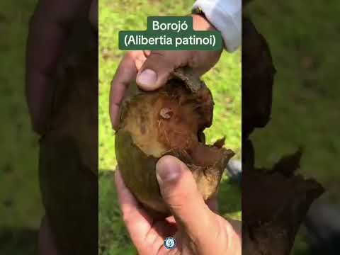 Nuestro distribuidor autorizado Natur-Pharma en La Plata, Huila