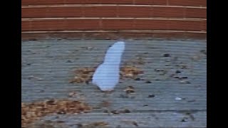 «Краса по-американськи» (American Beauty, 1999) — монолог про красу
