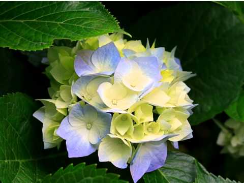 Mage Kirikati Yawwanaye Nalin Perera