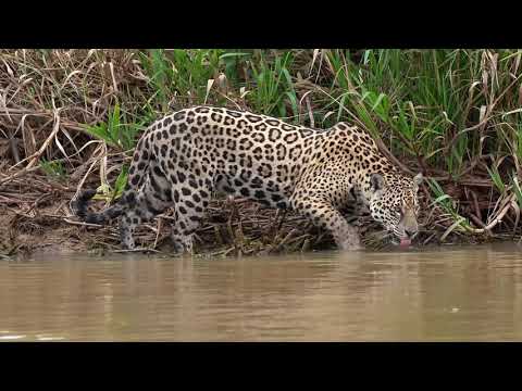 Jaguar in freier Natur / Pantanal - Brasilien