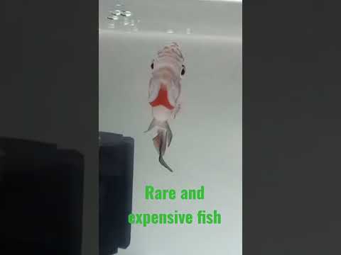 , title : 'Most Expensive Fish here in Philippines'
