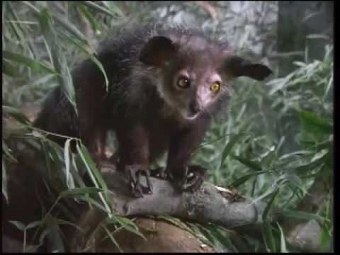 Zoboomafoo: Superclaw (Complete Episode) Part 2/2