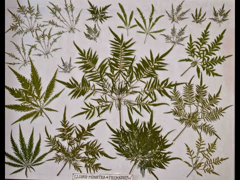 Future Freakshow autoflower project coming up!