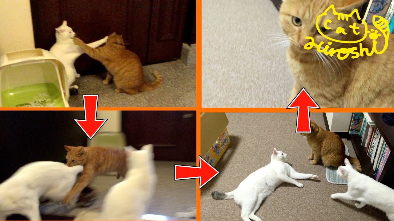 茶トラ猫「ひろし」外出自粛…弟よ…遊ぼうﾆｬ！元気モリモリ兄貴&スリム体型の弟＋見学者の妹