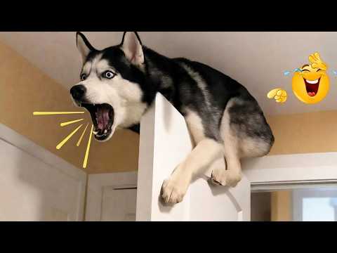 Funniest Dogs and Cats of 2026 😂 - The Most Chaotic Animal Videos Ever Caught on Camera 🐶🐱