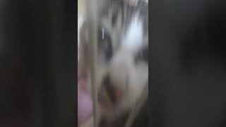 猫の動画が出しました