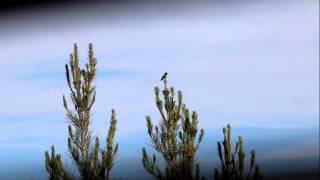 Hummingbird At Rest