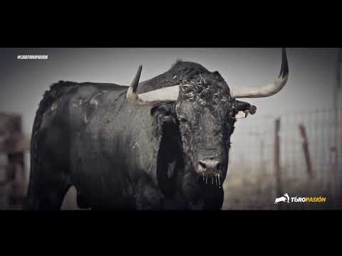 ¡Ya está aquí la Liga Toropasión!