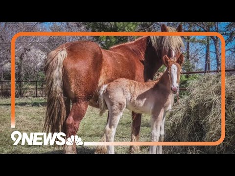 4-week-old draft horse missing from Boulder pasture