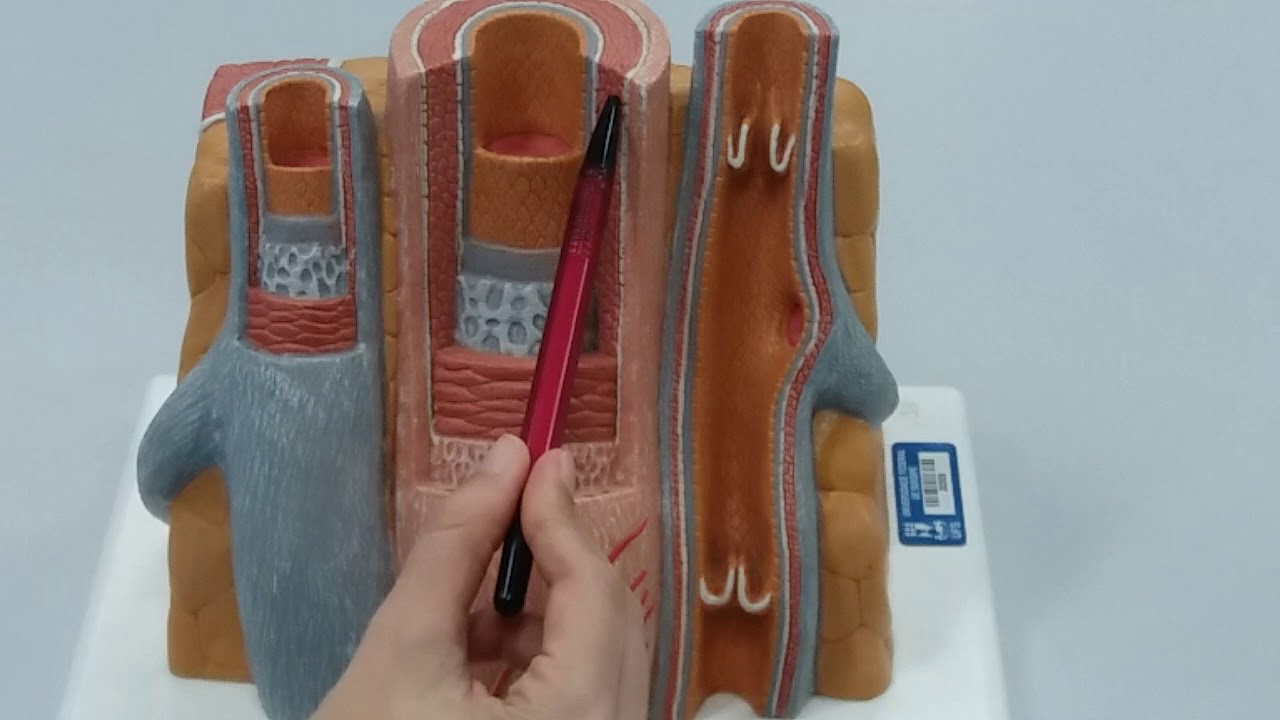 Estrutura histológica geral das paredes vasculares