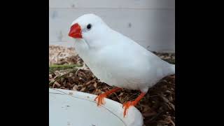 Download lagu suara burung finch zebra / burung finch bernyanyi /#burung finch #burungfinch #burunglucu / burung finch putih besar mp3