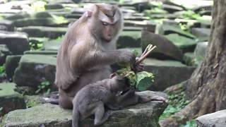 Pitail Eat Lotus With Little Monkey Daily Monkeys Man #222