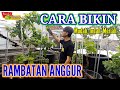 CARA TANAM ANGGUR DALAM POT PART 3 Rambatan Anggur Yang Ideal