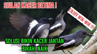 Download lagu SIULAN KACER BETINA‼️Pancingan Birahi Kacer Jantan Dijamin Langsung ON⁉️ mp3