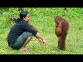 The Funniest Animal Videos Ever 2025 Funny Pet Video
