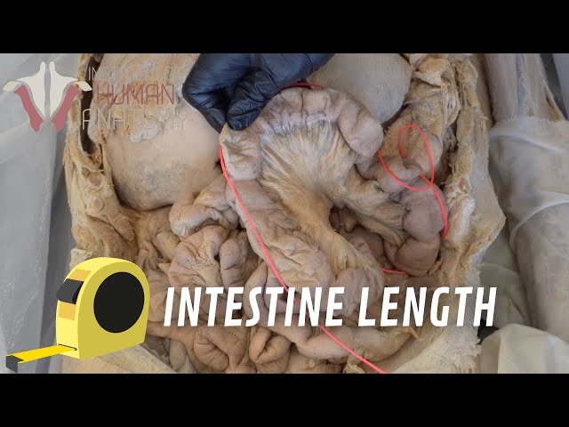 Pronúncia de vídeo de intestines em Inglês