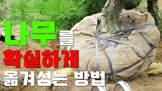나무를 확실하게 옮겨심는 방법을 알려드립니다 ㅣ 나무 옮겨심는 방법 ㅣ 분돌림 방법