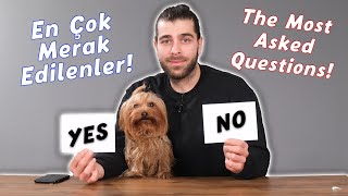 Saldırgan Kedilerden Korkuyor Muyum? | (Sizlerden Gelen Soruları Cevap