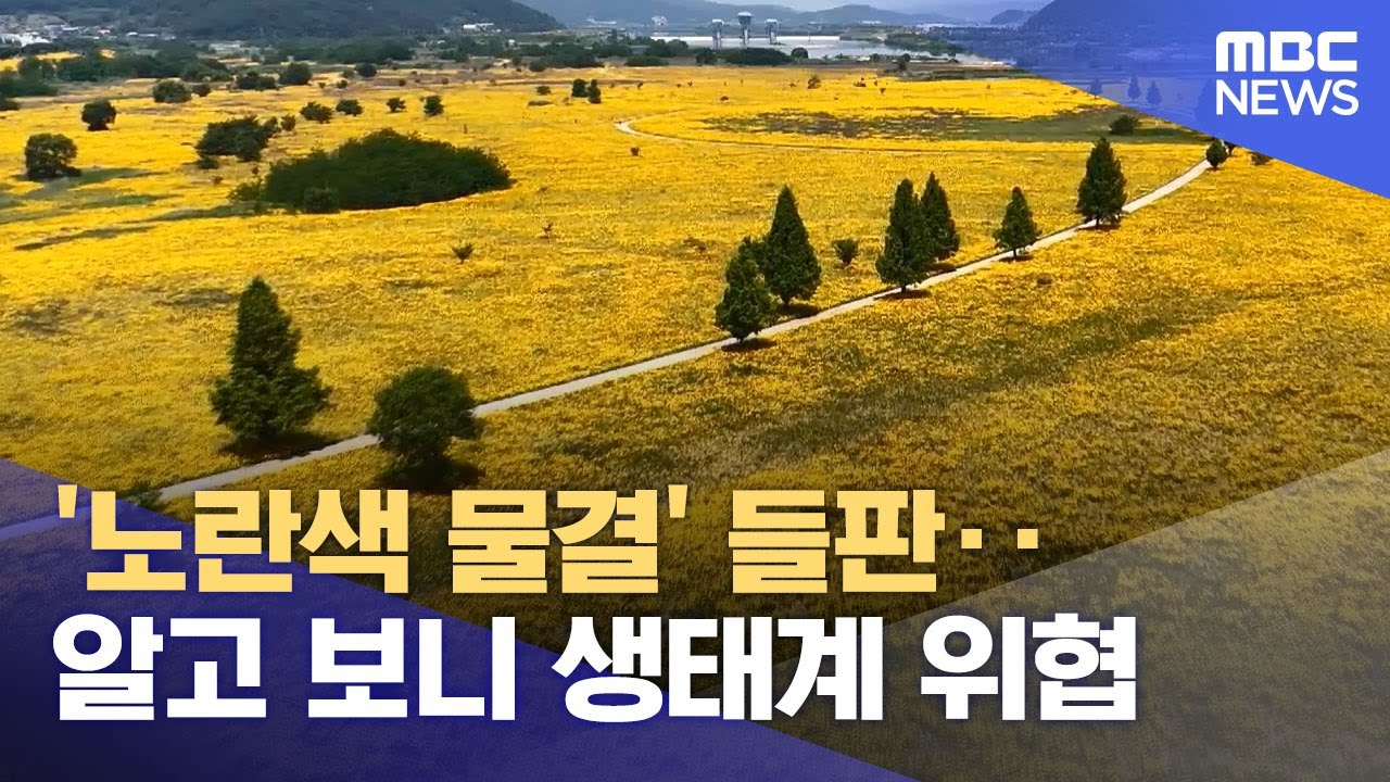 '노란색 물결' 들판‥알고 보니 생태계 위협
