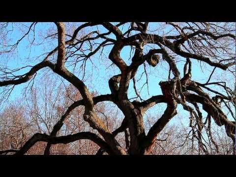 ^MuniNYC - West 81st Street & Central Park West (Upper West Side, Manhattan 10024)