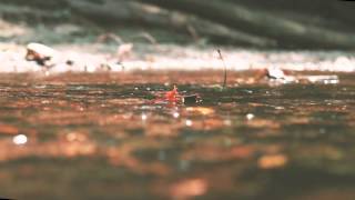 Lou Barlow - Nerve (Album Audio Only)