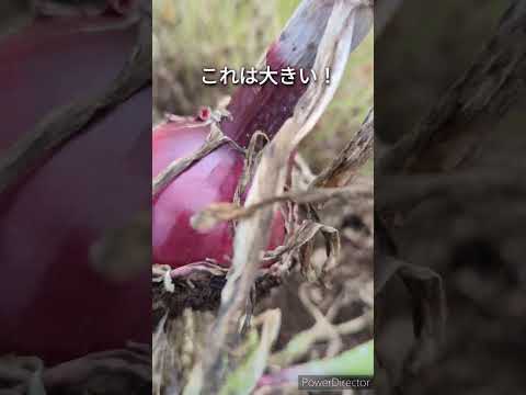 玉ねぎの皮は捨ててみませんか？それらを使用するとどのような問題が解決できるでしょうか?  庭園