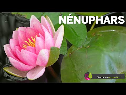 NÉNUPHARS ET NYMPHAEA, LES SINGULARITÉS HISTORIQUES, BOTANIQUES ET ARTISTIQUES D’UNE FLEUR PARFAITE