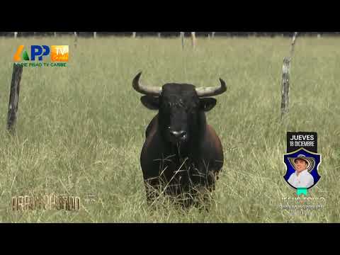 Ganadería La Guadalupana | Arroyohondo 2025.