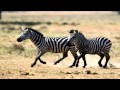 Zebra Sounds