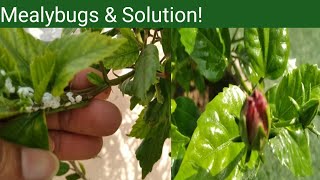 Mealybugs on Hibiscus plants | Get rid of mealybugs | Solution from Mealybugs