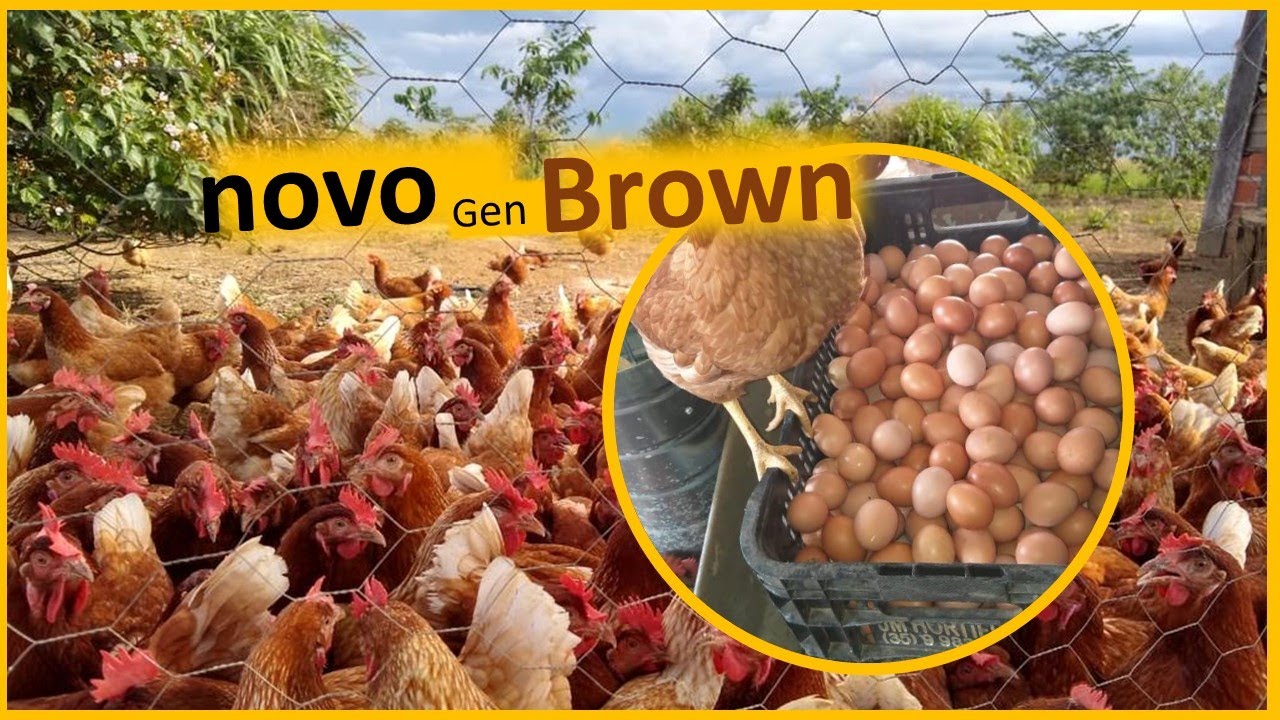 Postura vermelha (novogen Brown): uma das raças mais utilizadas na produção de ovos caipira