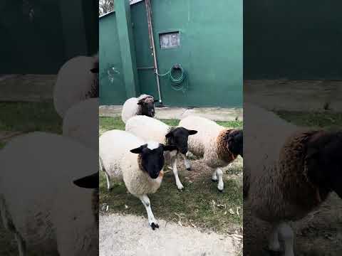 Carneros Dorper cruza con Texel F2 a la venta - Rocha, Uruguay